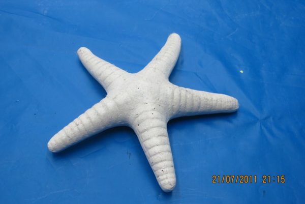 ceramichrome 2900 lge starfish (FIS 24)  8.5"  bisqueware