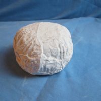 ceramichrome 2651 cabbage 3"H,5.75"W bisqueware